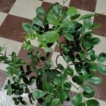 Guaiacum officinale live plant (Lignum Vitae / Tree of Life) with dense green evergreen foliage – Medicinal Live