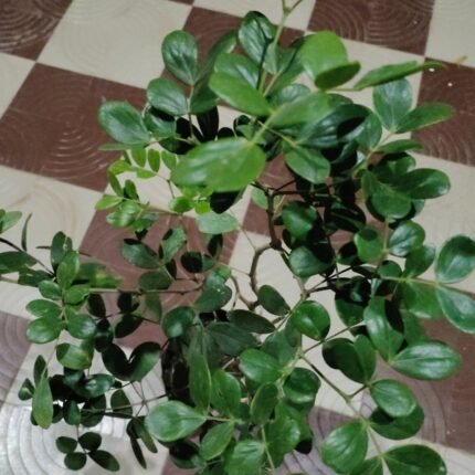 Guaiacum officinale live plant (Lignum Vitae / Tree of Life) with dense green evergreen foliage – Medicinal Live