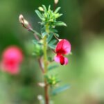Buy Shiva Neeli, Indigofera Aspalathoides, Sivanar Vembu 
Shivamalli, Manelli, Nela Vempali, Shivanimba, Shivatil, 
शिवनिम्बा, 
சிவனார்வேம்பு - Live plant online 
shopping for sale