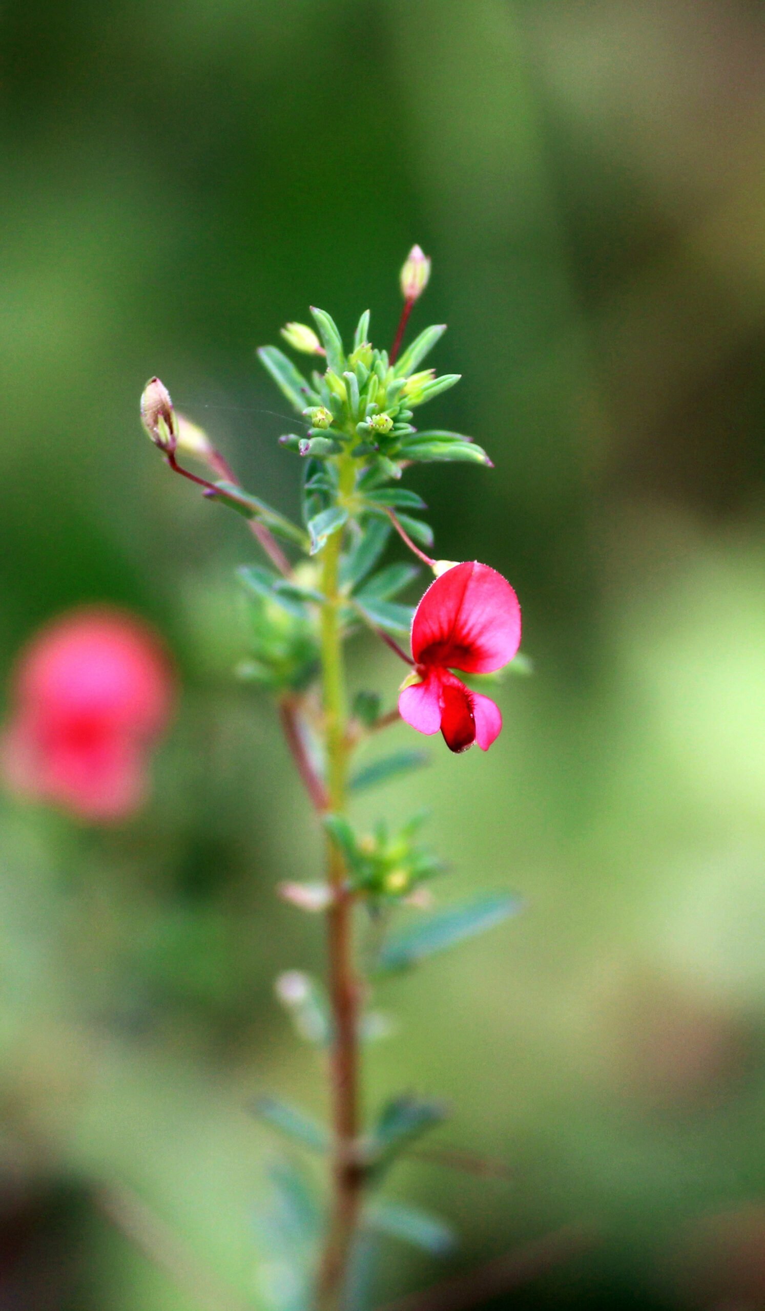 Indigofera_aspalathoides-scaled-1.jpg Buy Shiva Neeli, Indigofera Aspalathoides, Sivanar Vembu
Shivamalli, Manelli, Nela Vempali, Shivanimba, Shivatil,
शिवनिम्बा,
சிவனார்வேம்பு - Live plant online
shopping for sale - Image 1