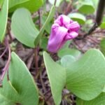 Buy Ipomea pes - caprae - Live Plant Online Shopping for Sale