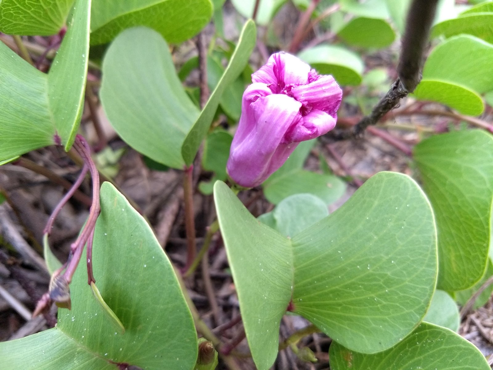 Ipomoea_pes-caprae2C_Goat27s_foot_vine2C_Atampuvalli Buy Ipomea pes - caprae - Live Plant Online Shopping for Sale - Image 1