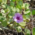 Buy Ipomoea pes caprae, kudhirai kulambadi, Atampuvalli, 
Balabanda - Live plant online shopping for sale