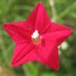 Buy Ipomoea quamoclit, cypress vine, cardina - Live plant online 
shopping for sale