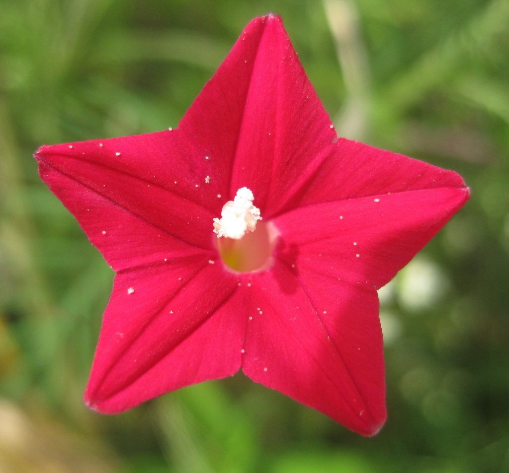 Ipomoea_quamoclit.jpg Buy Ipomoea quamoclit, cypress vine, cardina - Live plant online
shopping for sale - Image 1