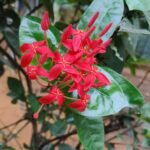 Buy Ixora parviflora - Live Plant Online Shopping for Sale