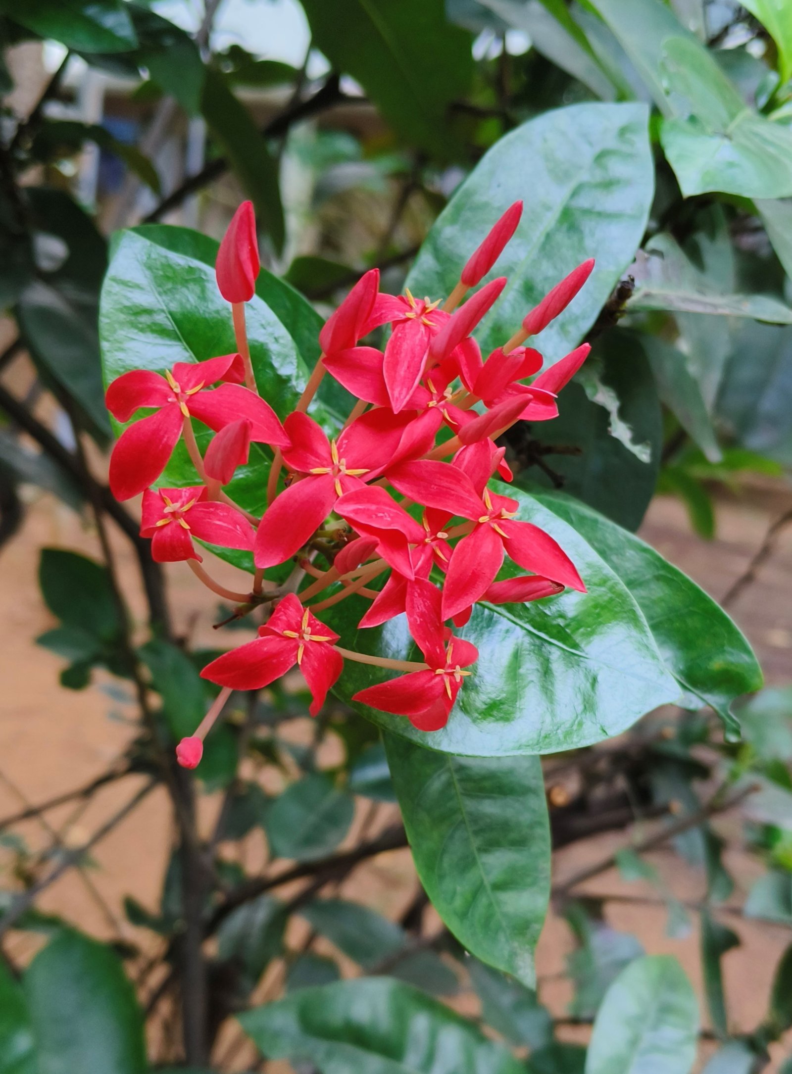 Ixora_parviflora_Lam.jpg Buy Ixora parviflora - Live Plant Online Shopping for Sale - Image 1