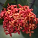 Buy Ixora arborea - Live Plant Online Shopping for Sale