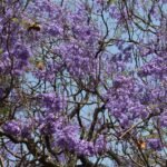 Buy Jacaranda mimosifolia - Live Plant Online Shopping for Sale