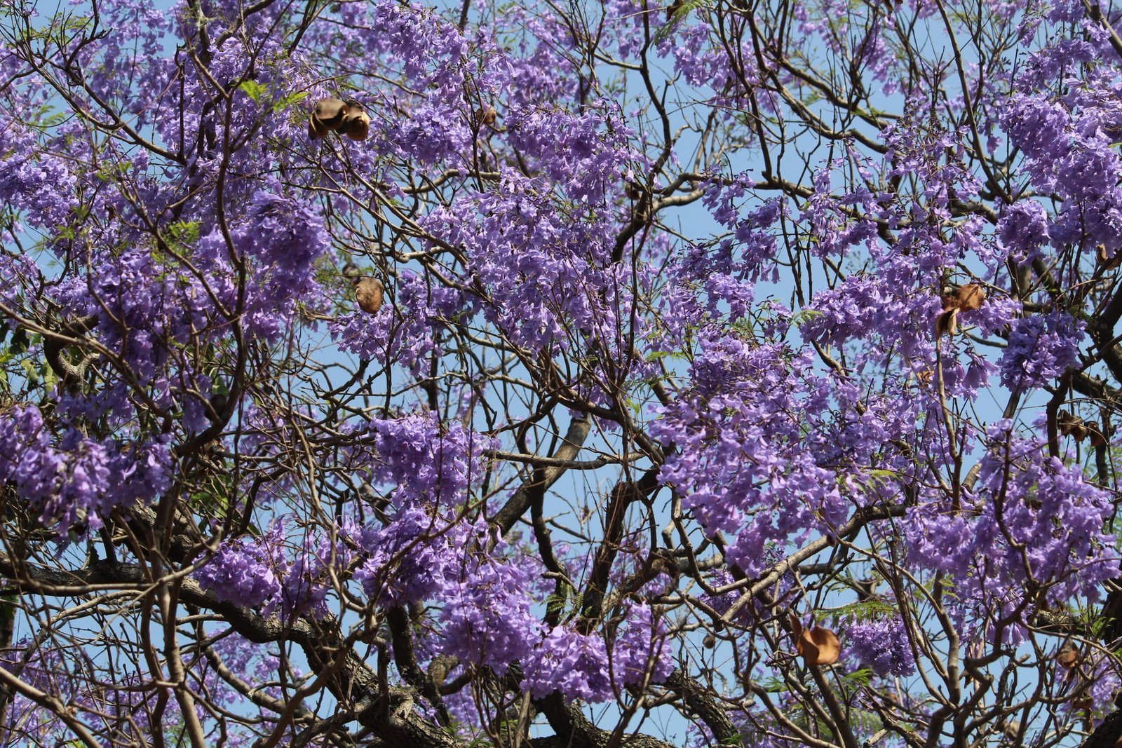 Jacaranda_mimosifolia_1-scaled-1.jpg Buy Jacaranda mimosifolia - Live Plant Online Shopping for Sale - Image 1