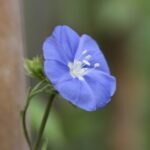 Buy Jacquemontia violacea - Live Plant Online Shopping for Sale