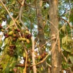 Buy Jamun tree - Rohini, syzygium cumini, naval - Live plant 
online shopping for sale
