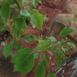 Buy Janakia arayalpathra - Live Plant Online Shopping for Sale