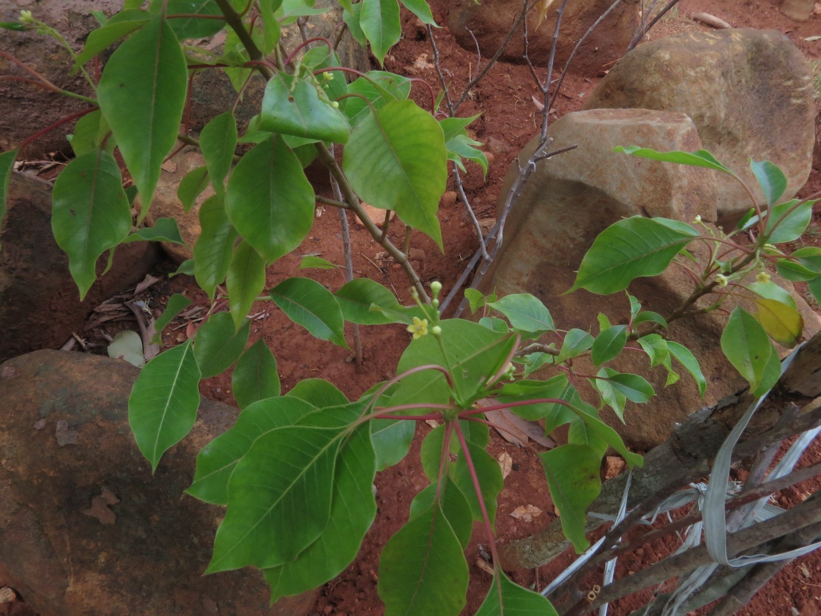 Janakiya_arayalpatra_02.jpg Buy Janakia arayalpathra - Live Plant Online Shopping for Sale - Image 1