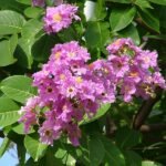 Buy Lagerstroemia lancasteri - Live Plant Online Shopping for 
Sale
