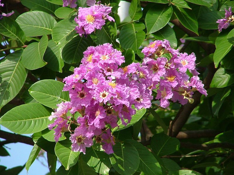 Jarul.jpg Buy Lagerstroemia lancasteri - Live Plant Online Shopping for
Sale - Image 1