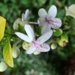 Buy Jasminum auriculatum, juhi, mullai - Live plant online 
shopping for sale