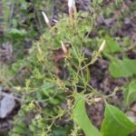 Buy Jasminum malabaricum, Malabar jasmine, wild jasmine, kadu 
mallige - Live plant online shopping for sale