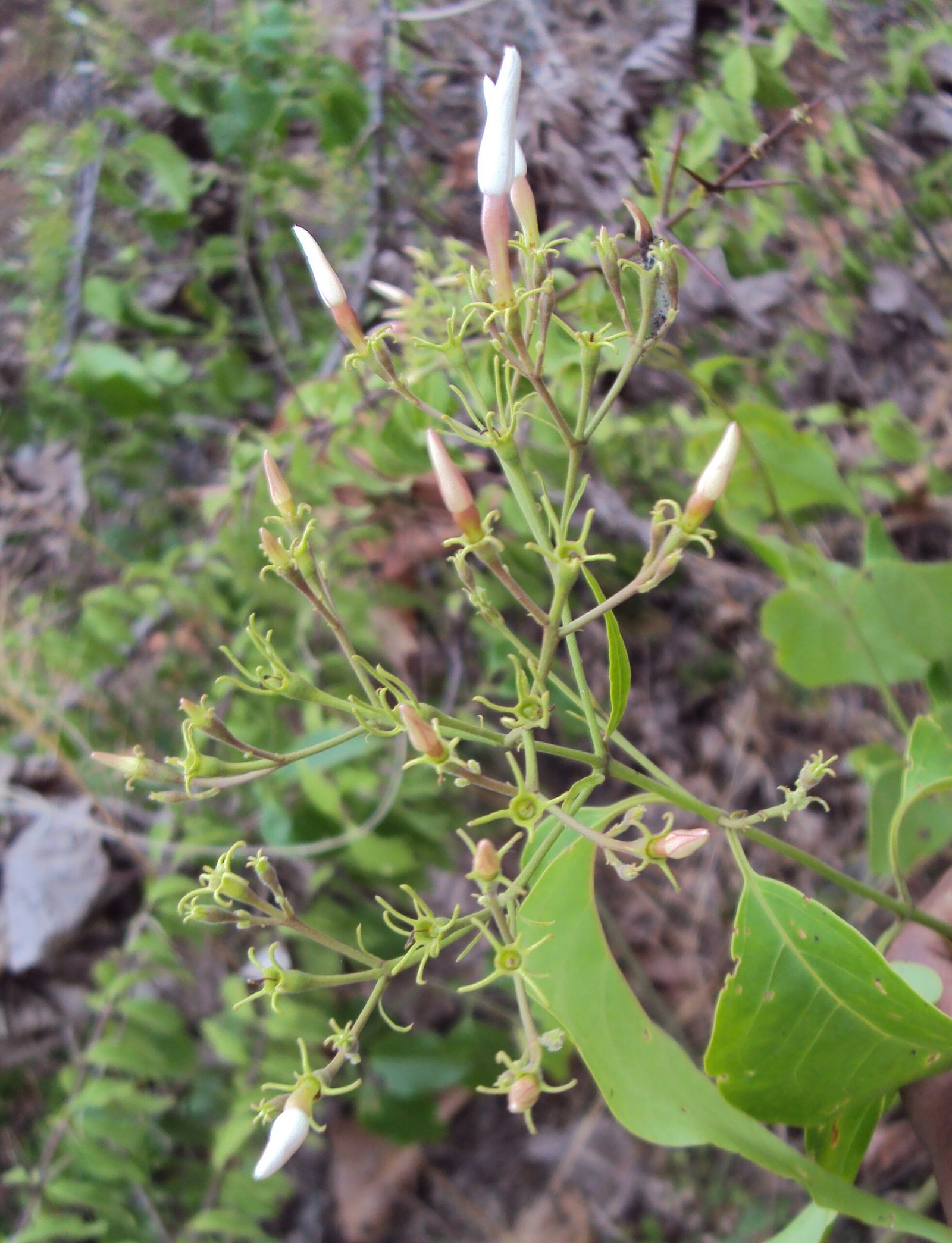 Jasminum_malabaricum-scaled-1.jpg Buy Jasminum malabaricum, Malabar jasmine, wild jasmine, kadu
mallige - Live plant online shopping for sale - Image 1
