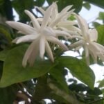 Buy Jasminum sambac - wild, Arabian Jasmine, Tuscan Jasmine, 
Mogori Sambac, Moss Rose Jasmine, Sambac jasmine, Bel Moghra, 
Banmallika, Gundu malli, Kodimallichedi, Gundu malle, Boddu 
malle, Malli, Manmathabanamu - Live Plant Online Shopping for 
Sale