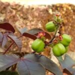 Buy Jatropha gossypifolia - Live Plant Online Shopping for Sale