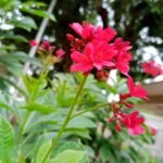 Buy Jatropha integerrima Red - Live Plant Online Shopping for 
Sale