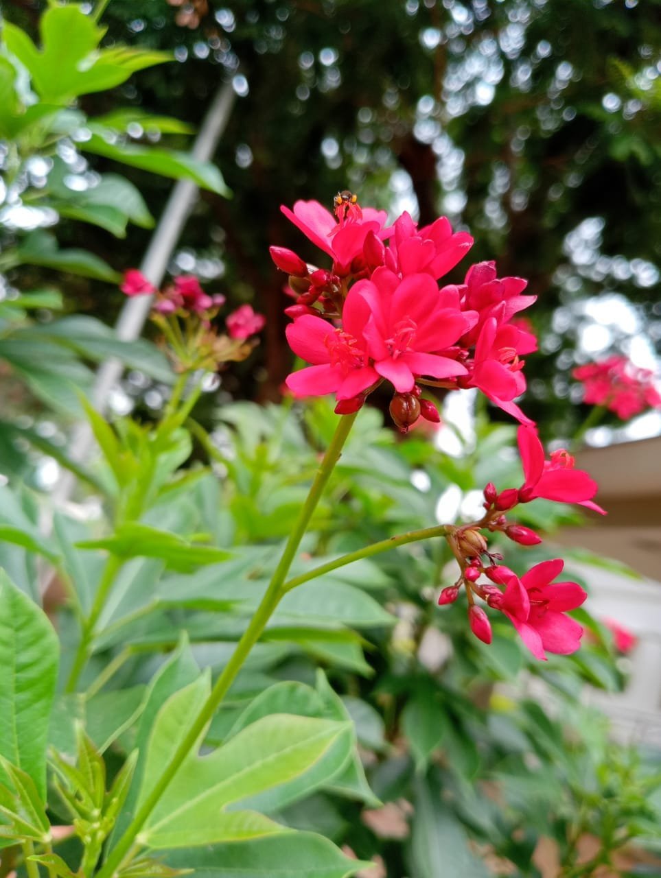 Jatropha_integerrima_flower.jpg Buy Jatropha integerrima Red - Live Plant Online Shopping for
Sale - Image 1