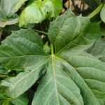 Buy Jatropha tanjorensis - Live Plant Online Shopping for Sale