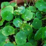 Buy Java Pennywort, Hydrocotyle Umbellata, Malaivallarai, Kaadu 
Brahmi, Soppu, Cheruvaller, Mandukaprni, Mahagotukola - Live 
plant online shopping for sale