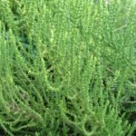 Buy Jesuit's tea, Mexican tea, खटुआ, Khatua, 
सुगंध वास्तूक, Sugandha vastuka, seema 
ennai poondu, mannanennai chedi - Live plant online shopping for 
sale