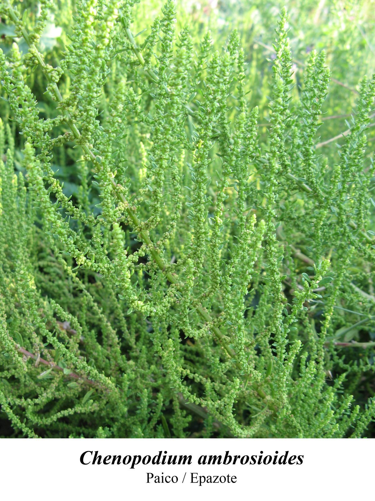 Jesuit_s_tea___Dysphania_ambrosioides.jpg Buy Jesuit's tea, Mexican tea, खटुआ, Khatua,
सुगंध वास्तूक, Sugandha vastuka, seema
ennai poondu, mannanennai chedi - Live plant online shopping for
sale - Image 1