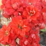 Buy Kalanchoe blossfeldiana - Live Plant Online Shopping for Sale