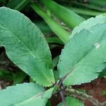 Buy Kalanchoe pinnata - Live Plant Online Shopping for Sale