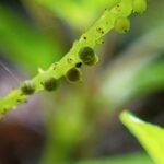 Buy Sigappu kalbrahmi, சிகப்பு 
கல்பிரம்மி - Live Plant Online Shopping for 
Sale