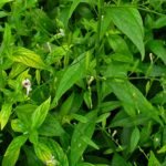 Buy Kariyat, Andrographis paniculata, nilavembu, nilabevu, 
nilavepu, நிலவேம்பு - Live plant online 
shopping for sale