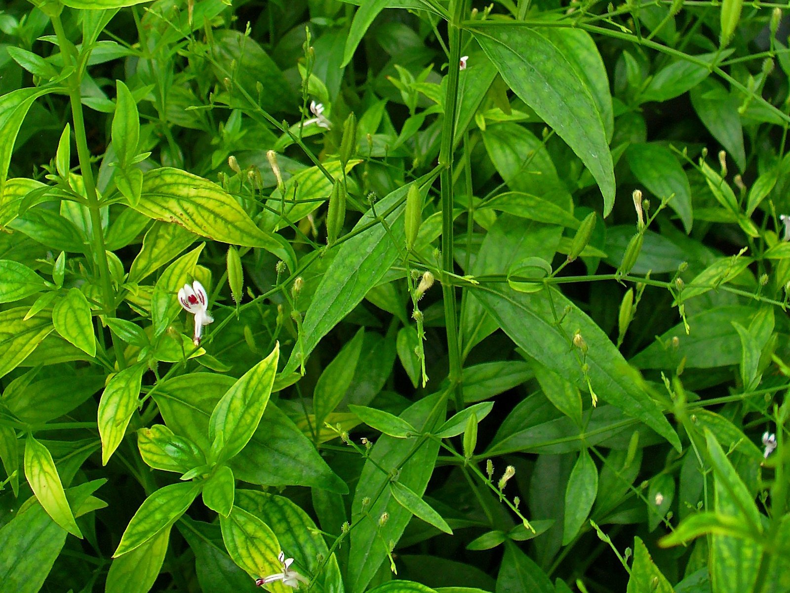 Kariyat___Andrographis_paniculata.jpg Buy Kariyat, Andrographis paniculata, nilavembu, nilabevu,
nilavepu, நிலவேம்பு - Live plant online
shopping for sale - Image 1