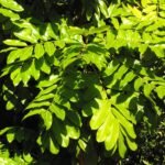 Buy Khaya nyasica - Live Plant Online Shopping for Sale