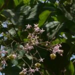 Buy Kleinhovia hospita - Live Plant Online Shopping for Sale