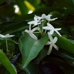 Buy Kopsia arborea - Live Plant Online Shopping for Sale