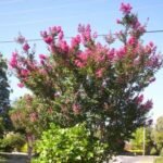 Buy Lagerstroemia indica - white - Live Plant Online Shopping for 
Sale