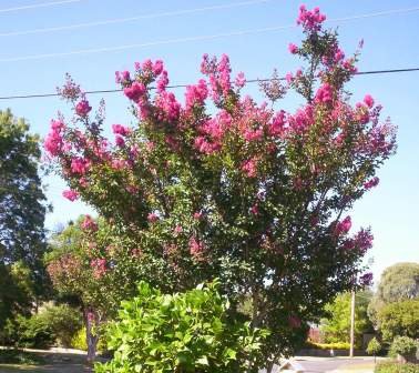 Lagerstroemia_indica Buy Lagerstroemia indica - white - Live Plant Online Shopping for
Sale - Image 1