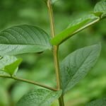 Buy Lagerstromia microcarpa - Live Plant Online Shopping for Sale
