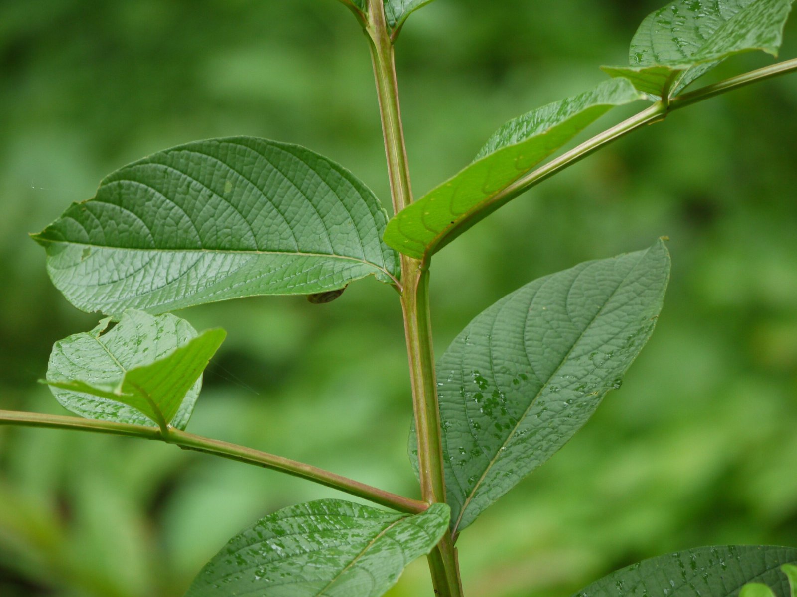 Lagerstroemia_microcarpa_3892085309-scaled-1.jpg Buy Lagerstromia microcarpa - Live Plant Online Shopping for Sale - Image 1