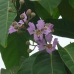 Buy Lagerstroemia thorellii - Live Plant Online Shopping for Sale