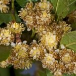 Buy Laurus nobilis - Live Plant Online Shopping for Sale