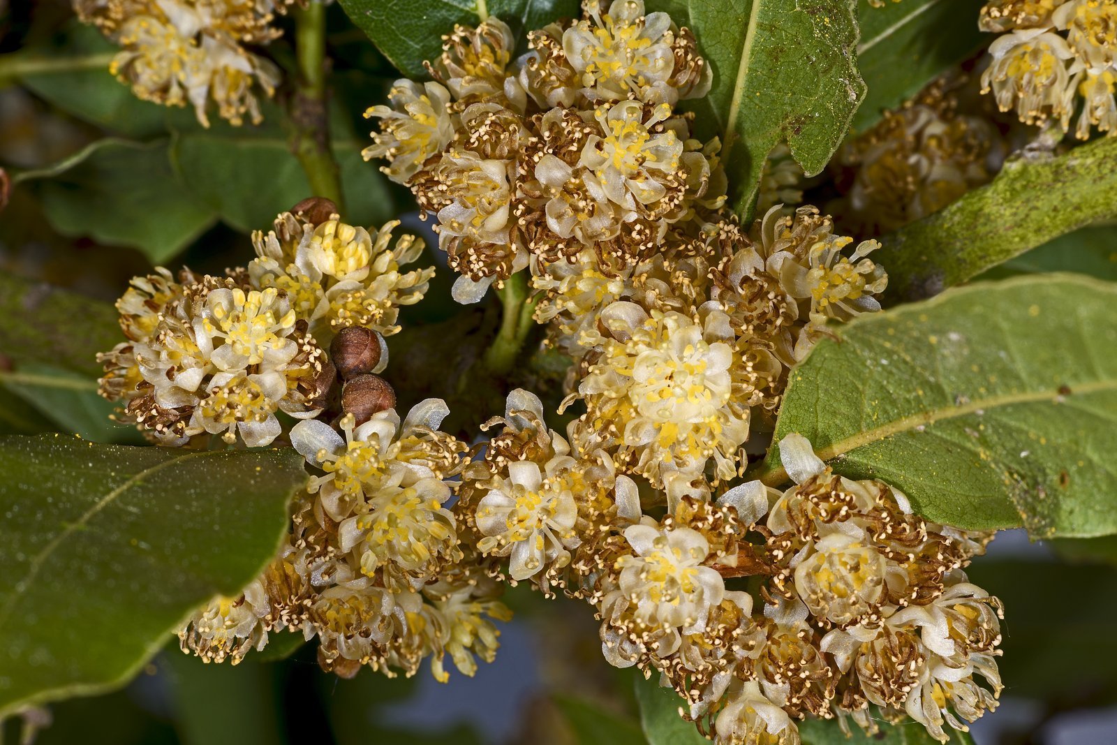 Laurus_nobilis_MHNT_Fleurs.jpg Buy Laurus nobilis - Live Plant Online Shopping for Sale - Image 1
