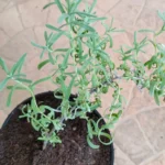 English lavender