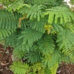 Buy Leucaena leucocephala - Live Plant Online Shopping for Sale