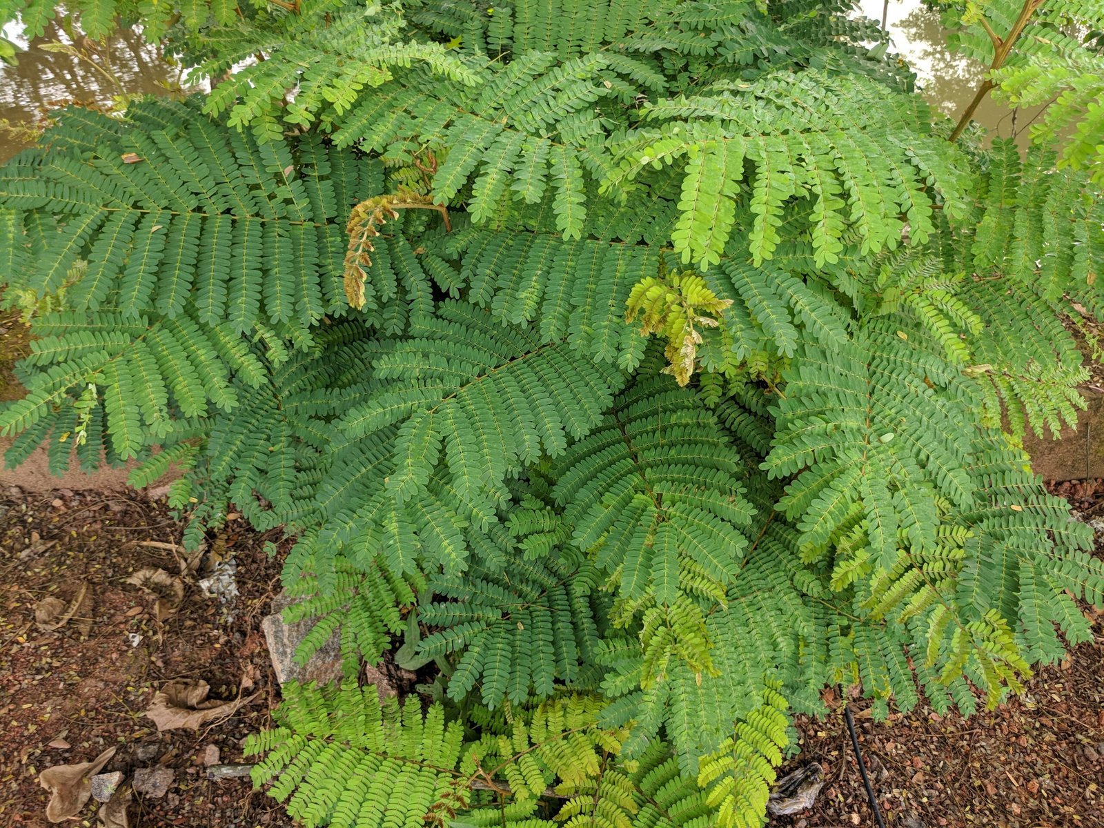 Leucaena_leucocephala_20-scaled-1.jpg Buy Leucaena leucocephala - Live Plant Online Shopping for Sale - Image 1