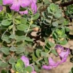 Buy Leucophyllum frutescens - Live Plant Online Shopping for Sale